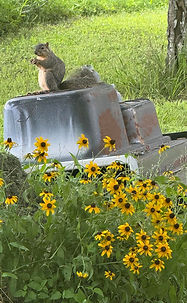 RV park scenery