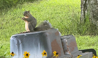 Pet-Friendly Environment